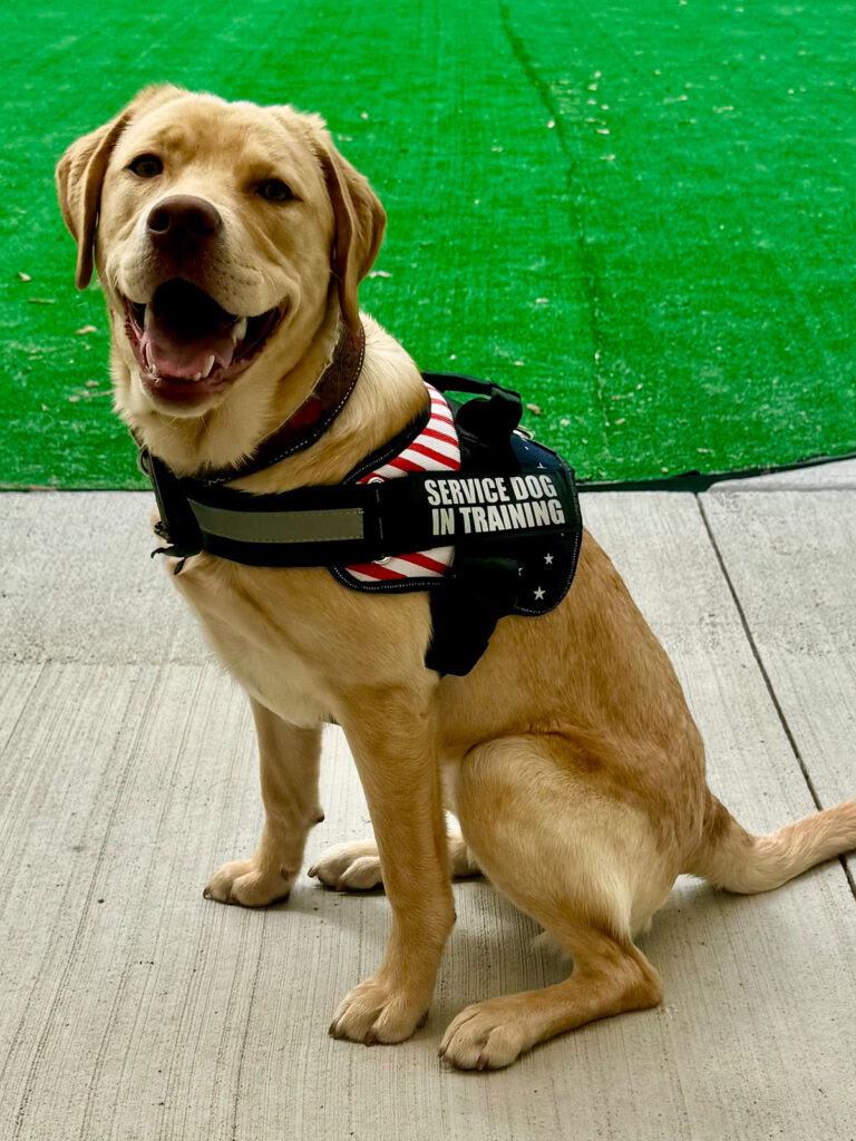 All Seasons American Service Animals, Meet Guinevere