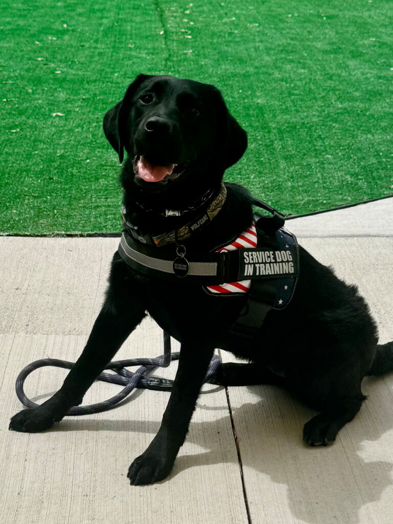 All Seasons American Service Animals, Meet Hazel