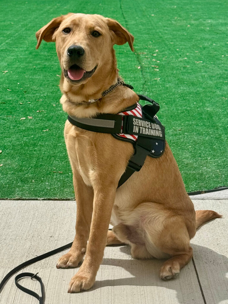 All Seasons American Service Animals, Meet Jase