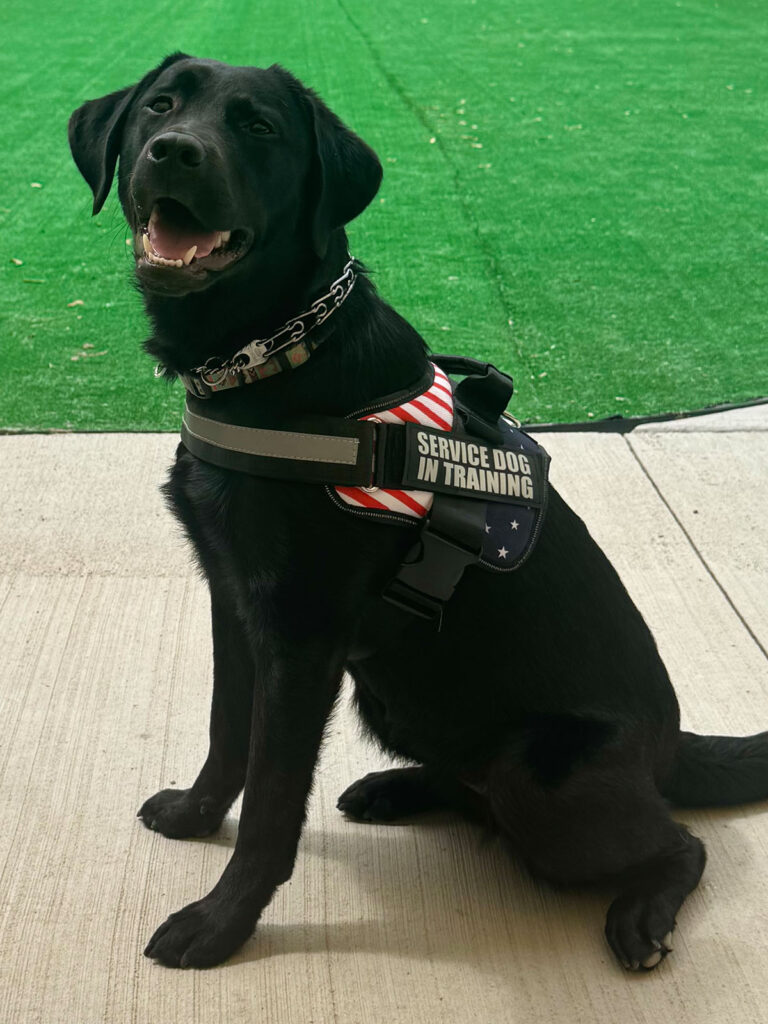 All Seasons American Service Animals, Meet Tilly