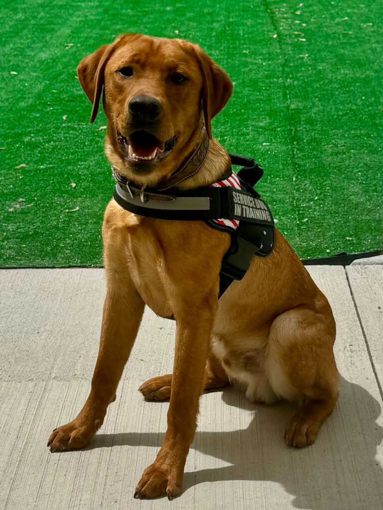 All Seasons American Service Animals, Meet Wade