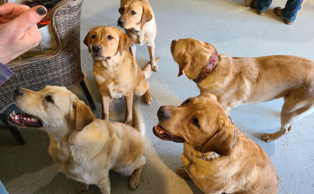 Group of Dogs Training